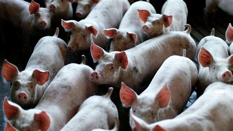 俄滨海边疆区专家在野猪身上检测出非洲猪瘟 - 2020年7月6日, 俄罗斯卫星通讯社