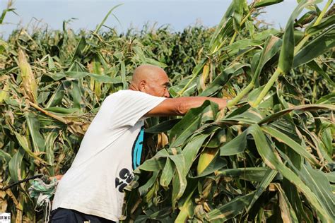 《三国演义》拍摄时，刘关张去地里偷玉米被抓，曹操将他们赎回来