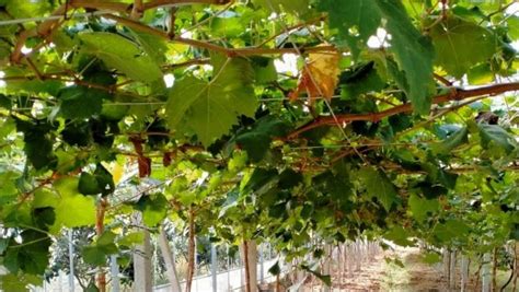 葡萄树施什么肥好？葡萄上主要使用哪些肥料？