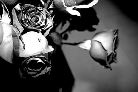 黑玫瑰图片_黑玫瑰图片大全_黑玫瑰图片素材