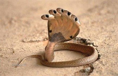世界上十大最恐怖的毒蛇 非洲腾蛇是最恐怖！_巴拉排行榜