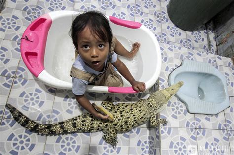 3岁女孩Dilan Maharani和鳄鱼成好朋友 女童与蟒蛇鳄鱼共浴
