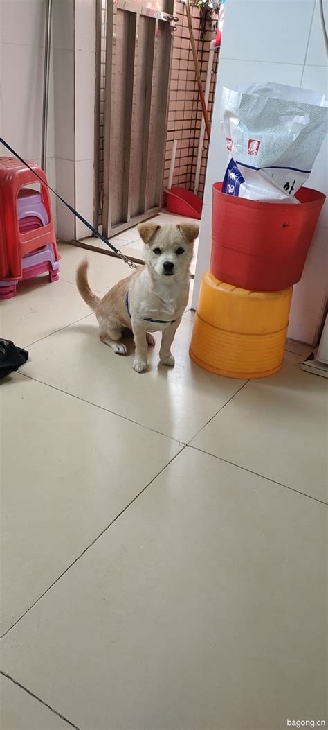 狗狗寻求领养 - 家在深圳