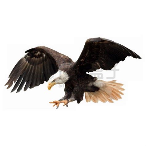 正在捕猎的雄鹰高清图片下载-正版图片600768400-摄图网
