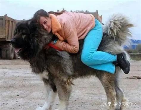 霍思燕为什么会养巨型贵宾犬？原来它有着这些优点