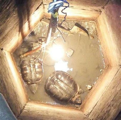 安化村民发现国家二级保护动物鹰嘴龟，将放归自然 - 新湖南客户端 - 新湖南