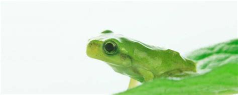 青蛙眼睛发明了什么及作用 青蛙眼睛介绍_知秀网