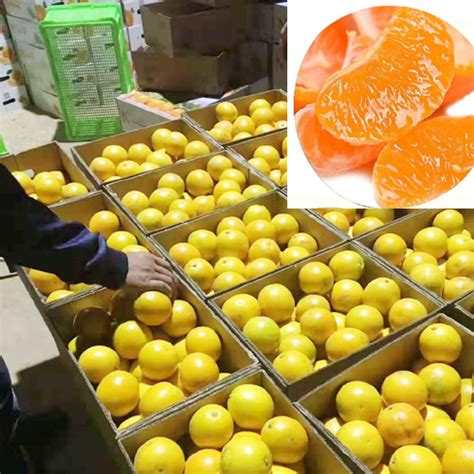 柑橘10大新品种介绍