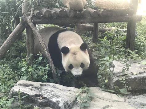 北京动物园惊现“熊猫捞月”？不考虑猴子的感受吗