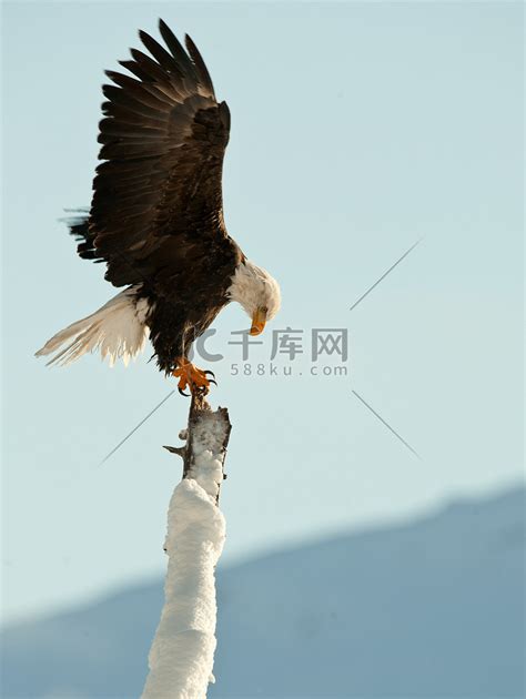 白头鹰 (Haliaeetus leucocephalus)高清摄影大图-千库网