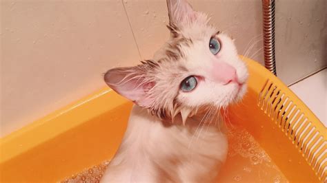 给猫澡的正确步骤 怎么给猫做衣服步骤_宠物百科 - 养宠客