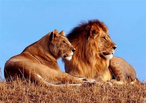 三雄狮对决三雄狮,非洲超级狮群头雄狮,雄狮三兄弟_大山谷图库