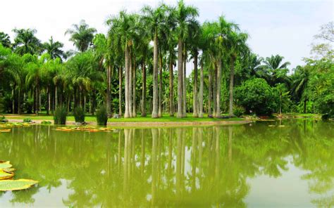 版纳植物园帮助勐仑开展萤火虫保护宣传工作----中国科学院西双版纳热带植物园