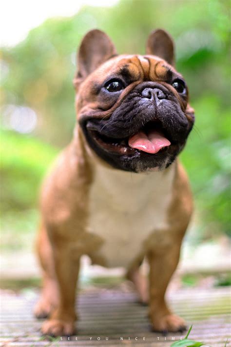 宠物萌宠法国斗牛犬图片