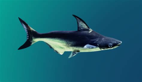 墨西哥虎鲨_360百科