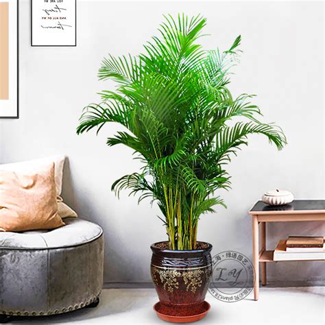 吉维尼仿真植物北欧室内大型创意绿植家居客厅落地盆栽装饰品摆件-美间设计