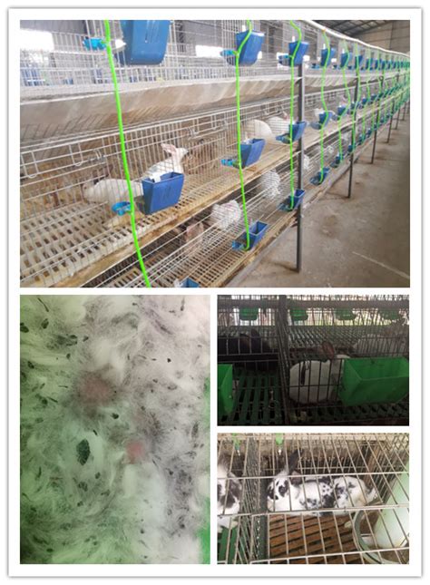 广东阳山市哪里有种兔养殖场包回收_肉兔种兔养殖场_恒森种兔养殖场