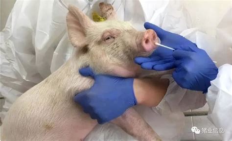 执业兽医网-猪病-养猪场流感多发，有哪些症状？4种辨认技巧