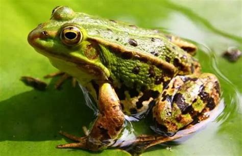 青蛙为了适应环境，进化出各种本领在大自然上生存_腾讯视频