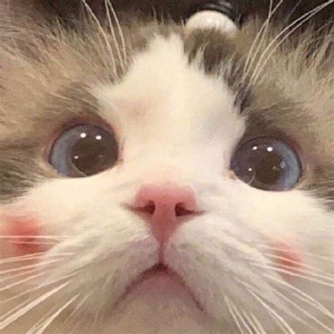 猫头图片