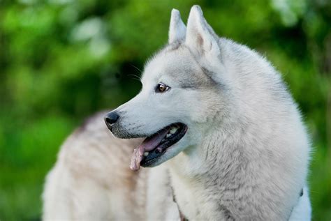 Free picture: dog, canine, portrait, cute, husky, white dog, siberian, pet