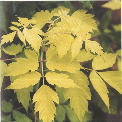 241.复叶槭‘纯金’-园林树木-图片