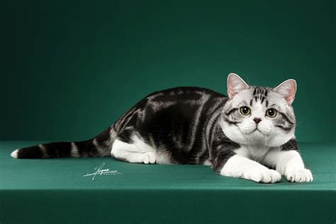美短猫图片