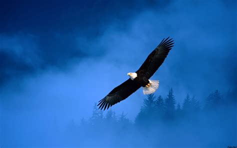 Bald Eagle Landing Free Stock Photo - Public Domain Pictures