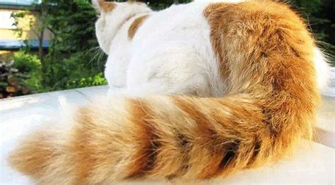 猫咪的尾巴会说话？解读猫尾巴9种语言