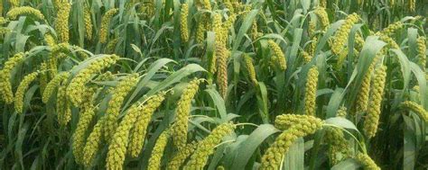小米的播种时间和种植过程，小米是什么农作物种出来的-农百科