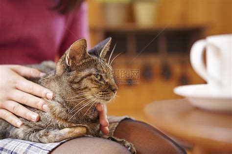 宠物,动物人的快乐的轻女人猫床上家高清图片下载-正版图片300397059-摄图网