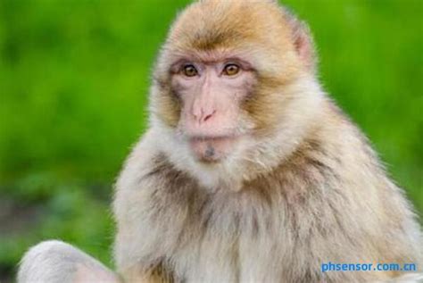 80年女猴的婚姻和财运 - 命理知识 - 神算网