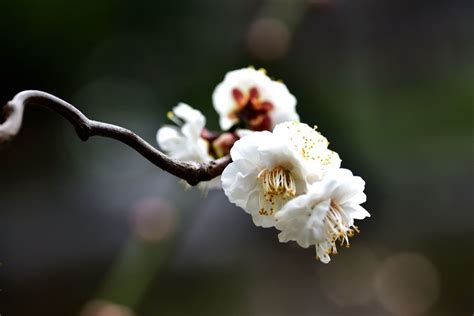 梅花和桃花怎样区分_360新知