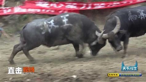 贵州精彩斗牛赛事，斗牛我就服丹寨的这个农村，牛王们个个身怀绝技_腾讯视频