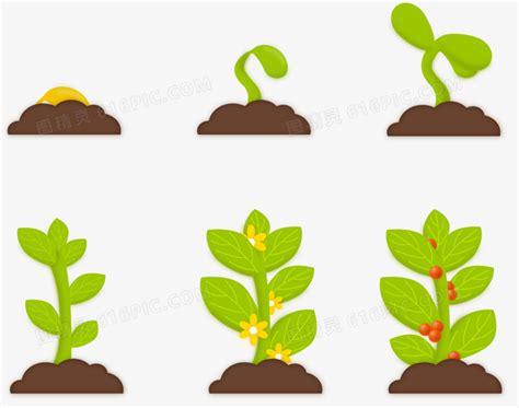 芸豆从种子到发芽的生长过程插画图片素材_ID:427425179-Veer图库