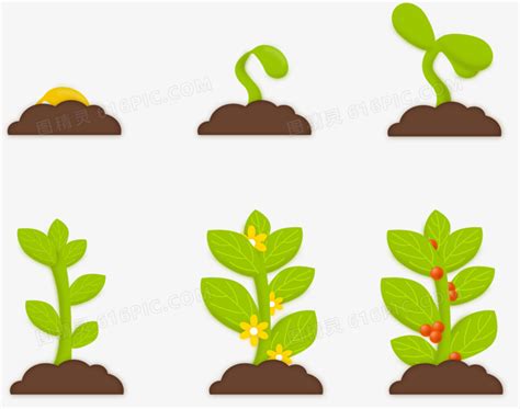植物生长过程图图片