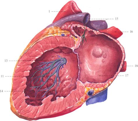 心脏传导系统(左内面观)-系统解剖学图谱-医学