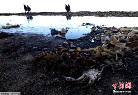 大量海洋生物尸体被冲上英国海滩_新浪图片