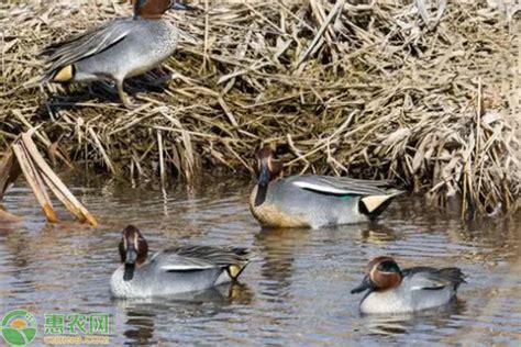 野鸭品种大全图片