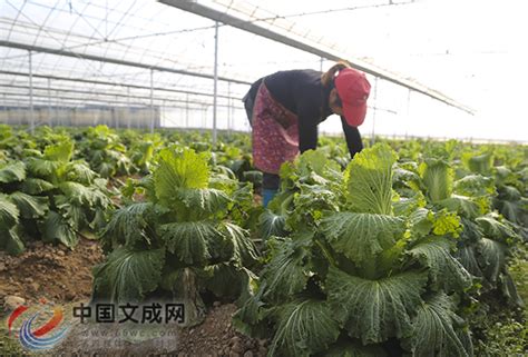 一年收入1300万，这个农民这样做高山蔬菜生意！-长江蔬菜