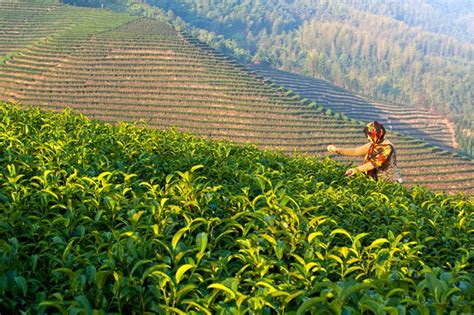 政府推动品牌带动 三明尤溪茶产业蓬勃发展 - 丝路中国 - 中国网