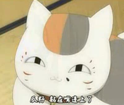 猫咪老师图片