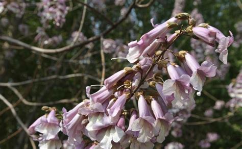 美丽的白桐花在春天绽放高清图片下载-正版图片507489931-摄图网