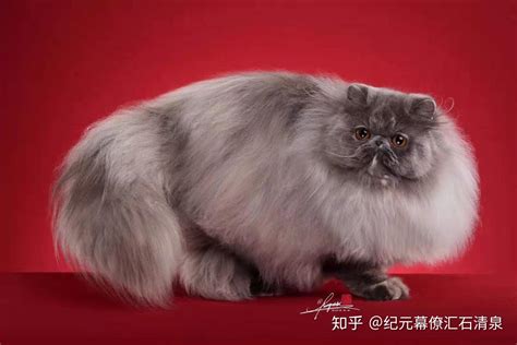 红猫馆幕僚长张铭分享：春节将至猫寄养地是最重要的一件事。 - 知乎