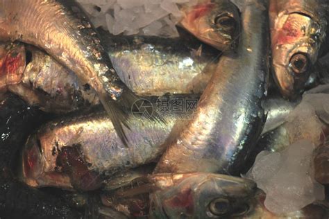 鱼店碎冰上的新鲜海鱼高清图片下载-正版图片306824475-摄图网