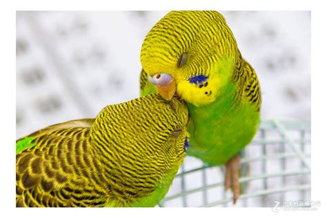 线条爱情鸟图片免费下载_线条爱情鸟素材_线条爱情鸟模板-图行天下素材网