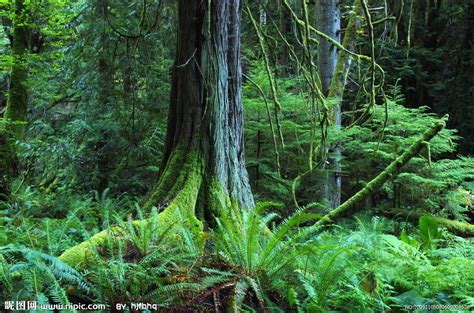 全球十大原始森林是哪些_旅泊网