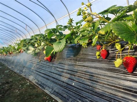 安徽五河大新镇：草莓采摘园里“莓”景惹人醉