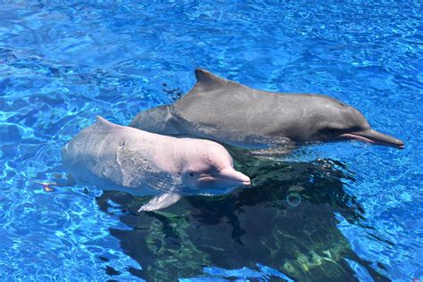 关于中华白海豚你了解多少？全球最大栖息地就在珠江口_读特新闻客户端
