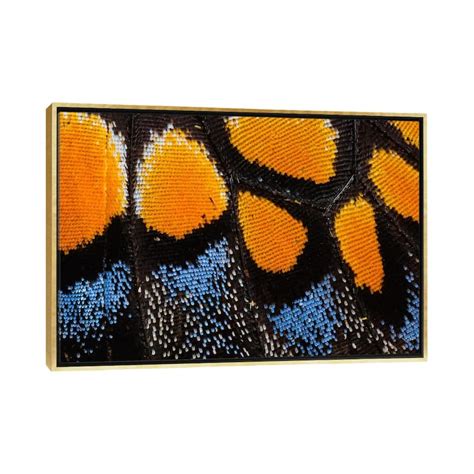 iCanvas "Butterfly Wing Macro-Photography I" by Darrell Gulin Framed ...